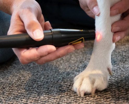 Mit Lasertherapie Heilungsprozesse beschleunigen, schmerzfreie Akupunktur mit Laser für Hunde und Pferde: Tierheilpraktikerin und Osteopathin Ina Wattenberg