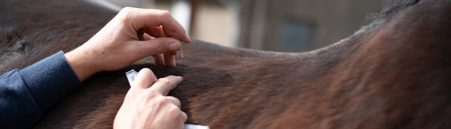 Akupunktur mit Nadeln und Laser für Hunde und Pferde: Ina Wattenberg