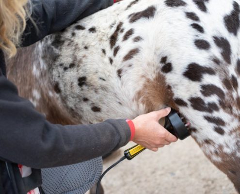Hunde und Pferde mit Lasertherapie behandeln, um Heilungsprozesse zu beschleunigen: Tierheilpraxis Ina Wattenberg