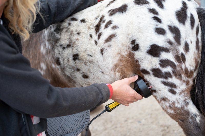 Tierheilpraxis Erfahrungen Pferde 