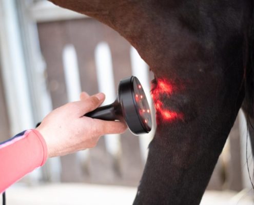 Bei Hunden und Pferden lassen sich Heilungsprozesse mit Lasertherapie beschleunigen, Akupunktur mit Laser schmerzfrei durchführen: Tierheilpraxis Ina Wattenberg