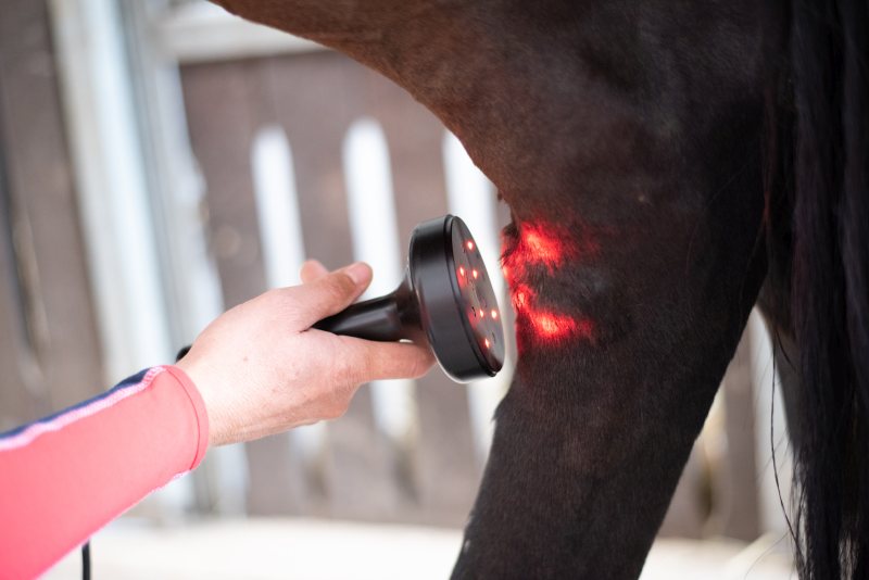 Bei Hunden und Pferden lassen sich Heilungsprozesse mit Lasertherapie beschleunigen, Akupunktur mit Laser schmerzfrei durchführen: Tierheilpraxis Ina Wattenberg