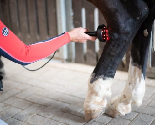 Lasertherapie für Pferde und Hunde, Tierheilpraxis Ina Wattenberg
