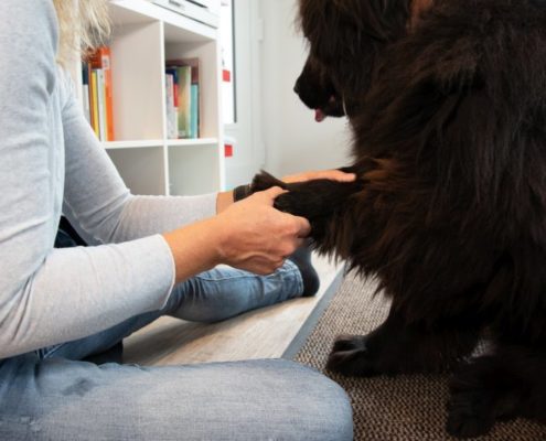 Natürliche Behandlung Ihres Hundes: Tierheilpraxis und Osteopathie Ina Wattenberg