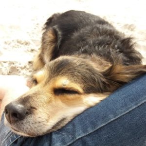 Tierheilpraktik beim Hund: Tierheilpraxis Ina Wattenberg
